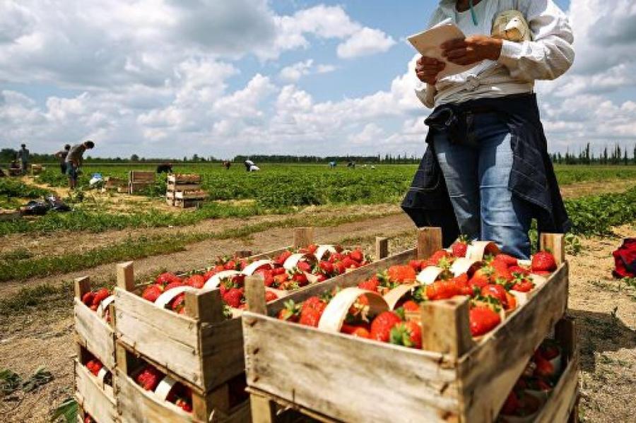 Самостоятельный сбор клубники отменен - сбегают, не заплатив!