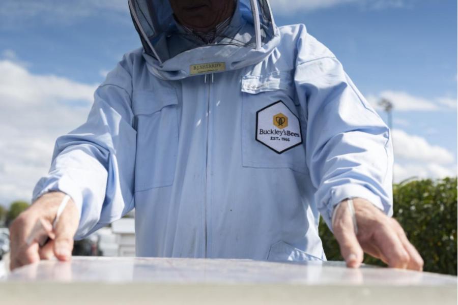 Колония разрослась до 600 000 пчел Колония разрослась до 600 000 пчел